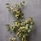 6 Pack: Yellow & Green Berry Stem with Leaves by Ashland®